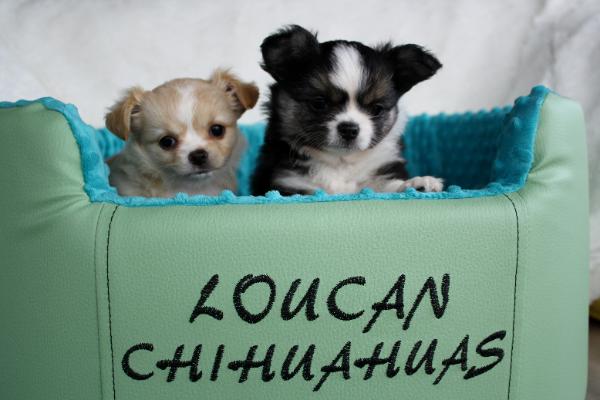 white and blue pitbull puppies